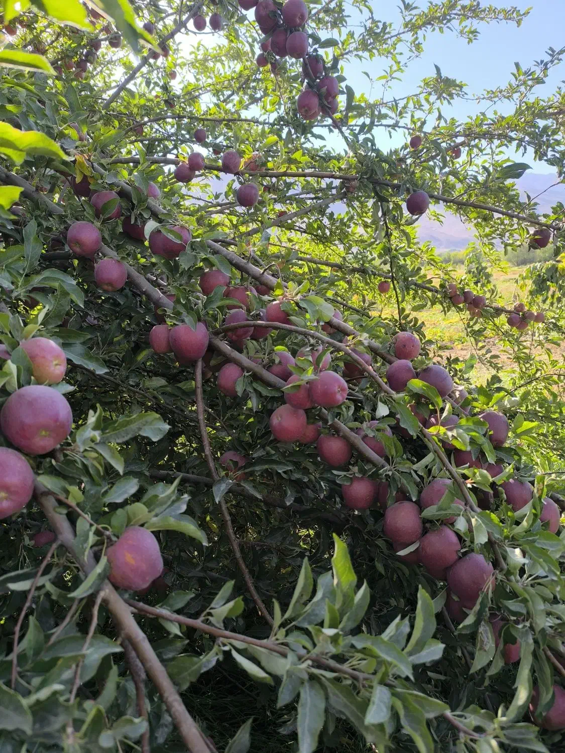 سیب قرمز|خوردنی و آشامیدنی|بروجن, |دیوار