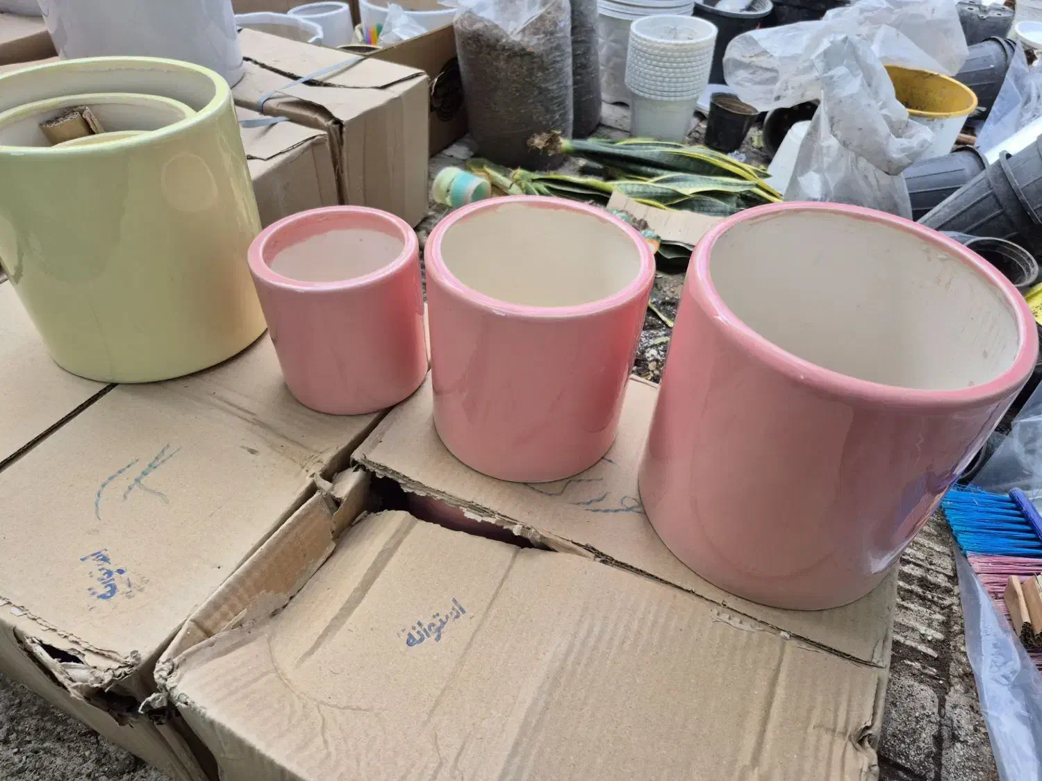 گل وگلدون|گل و گیاه طبیعی|گنبد کاووس, |دیوار