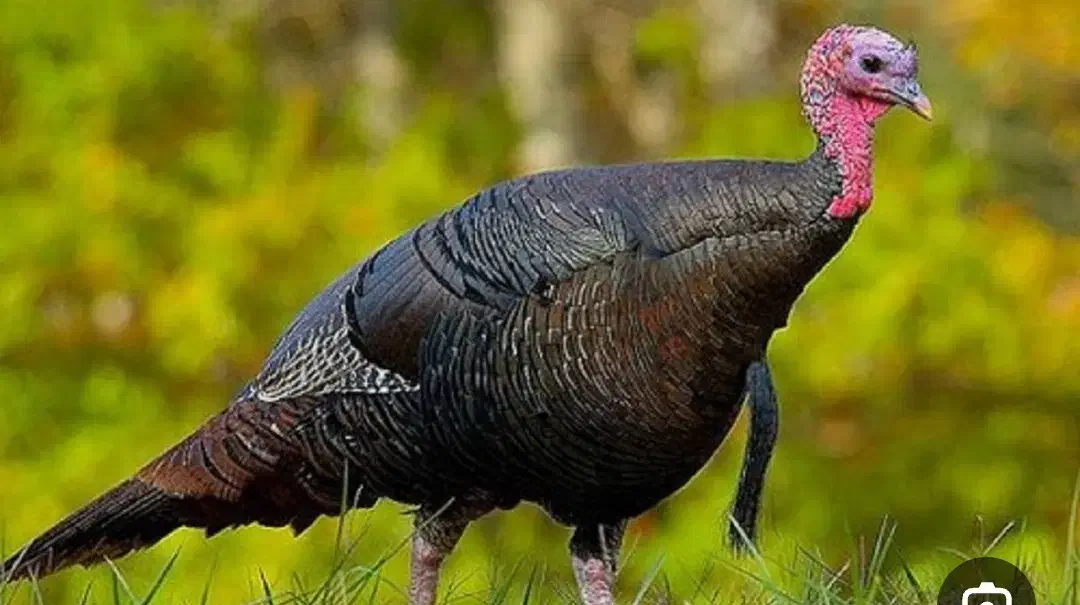 کنسانتره و غذای بوقلمون|لوازم جانبی حیوانات|زنجان, |دیوار