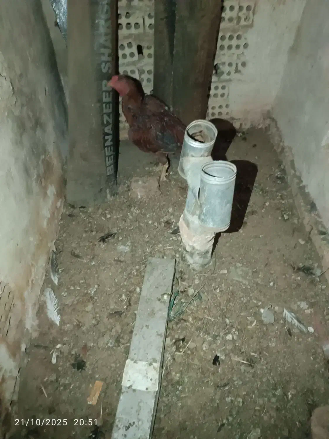 خروس|حیوانات مزرعه|تربت‌حیدریه, شهرک ولیعصر|دیوار