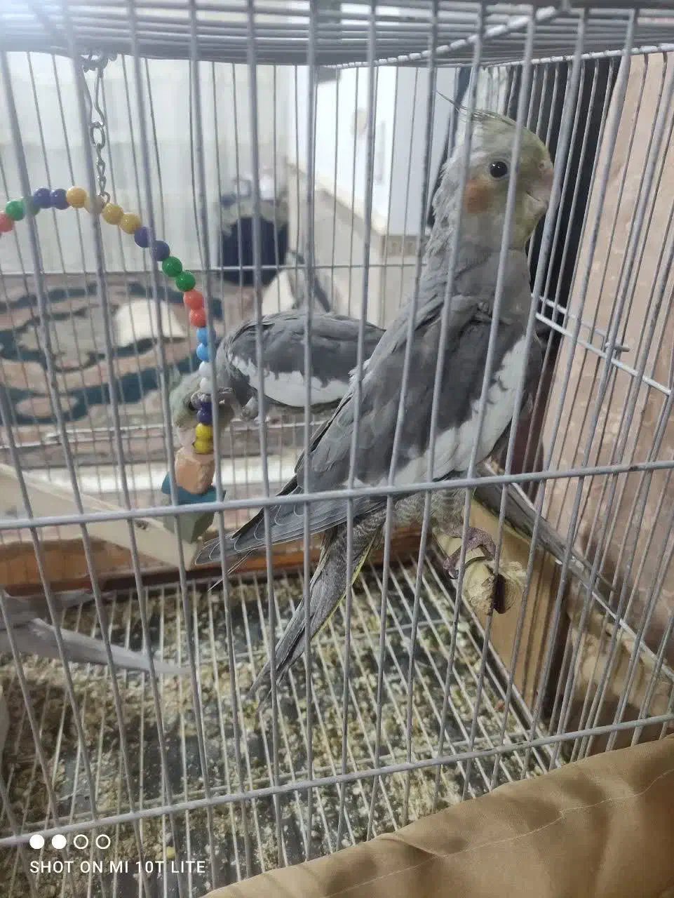 جوجه عروس هلندی|پرنده|مشهد, نیزه|دیوار