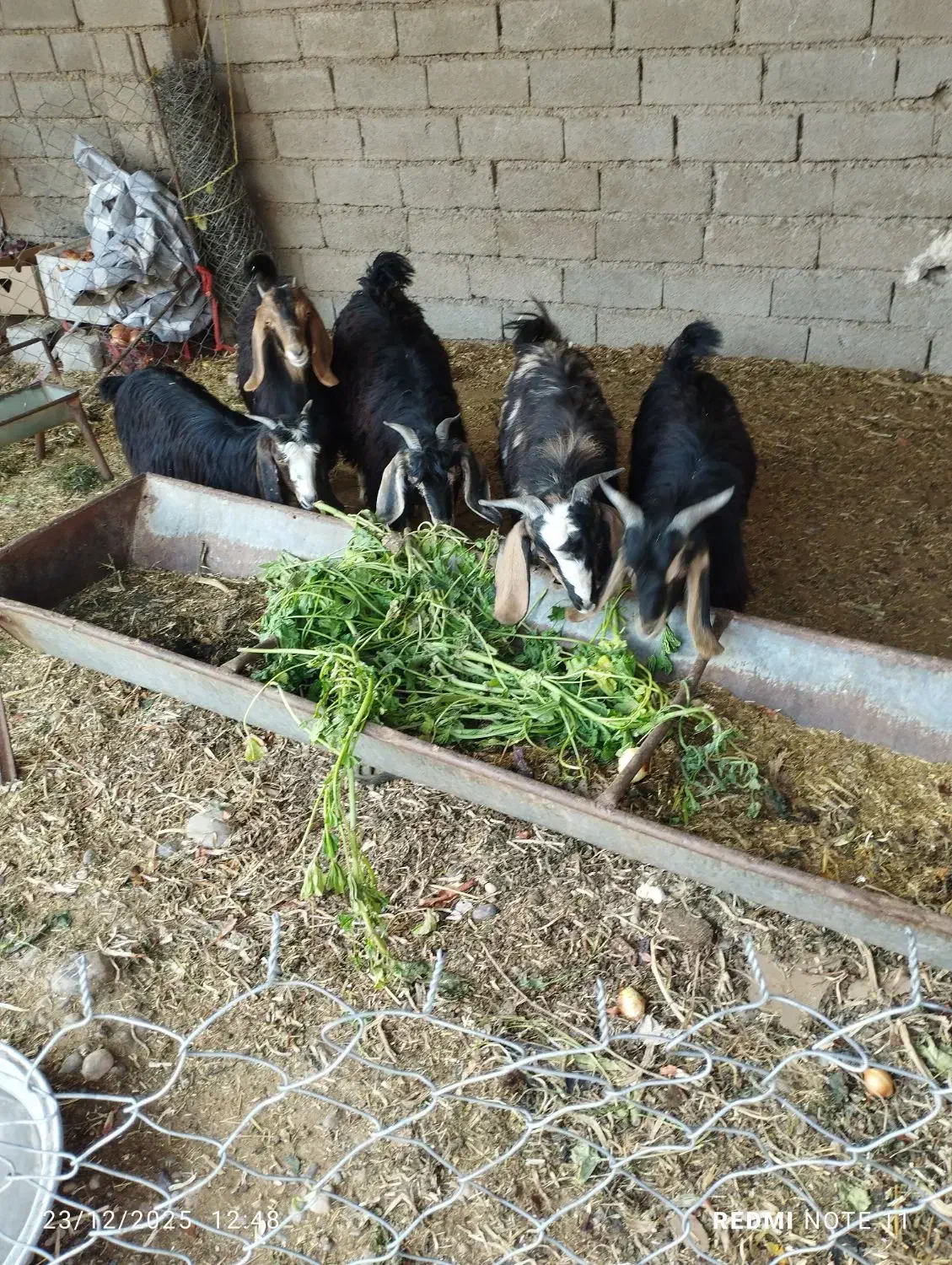 بیگ|حیوانات مزرعه|دزفول, |دیوار