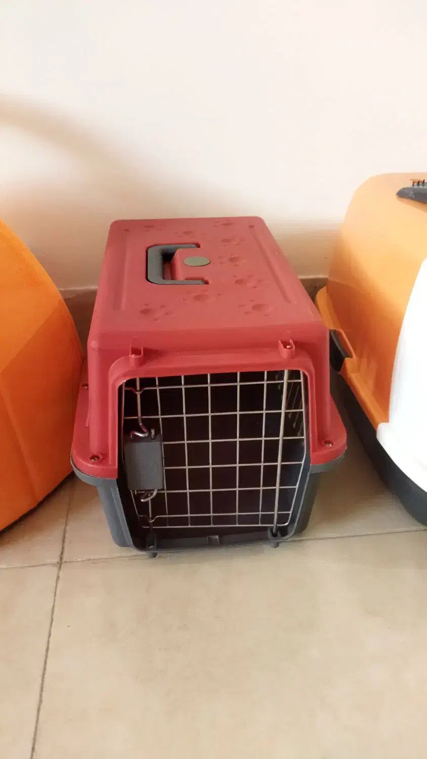 گربه|لوازم جانبی حیوانات|شیراز, شهرک بزین|دیوار