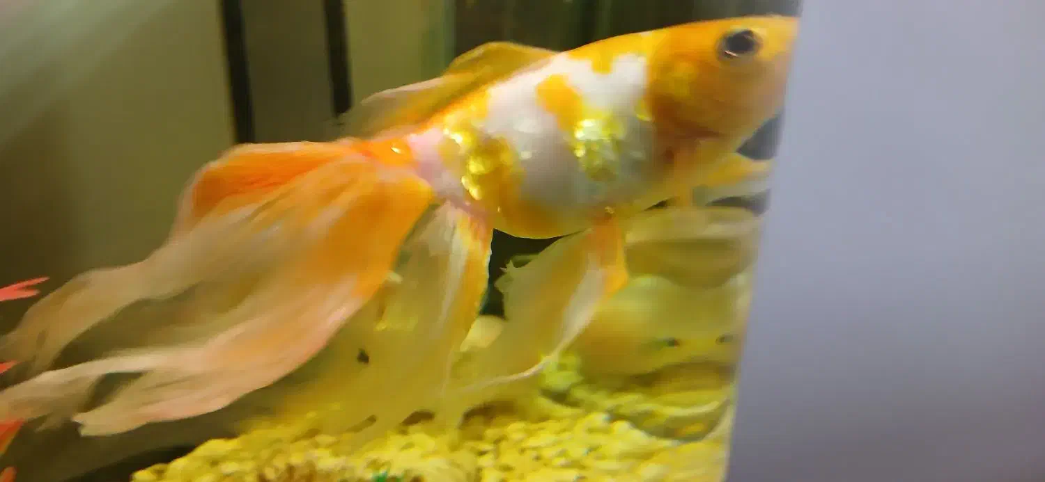 گلدفیش|ماهی|گرگان, |دیوار