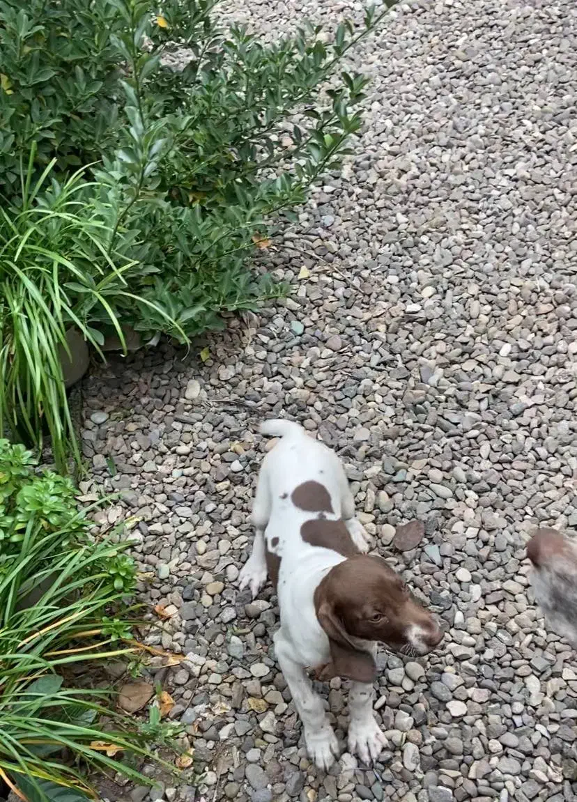 توله شکاری گمشده در لنگرود|سگ|لنگرود, |دیوار