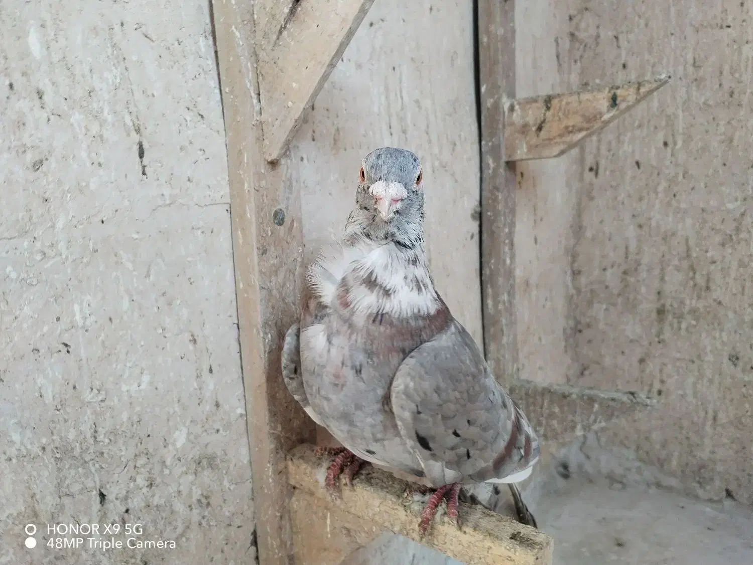 اقون فری نر مست|پرنده|مشهد, بهار|دیوار