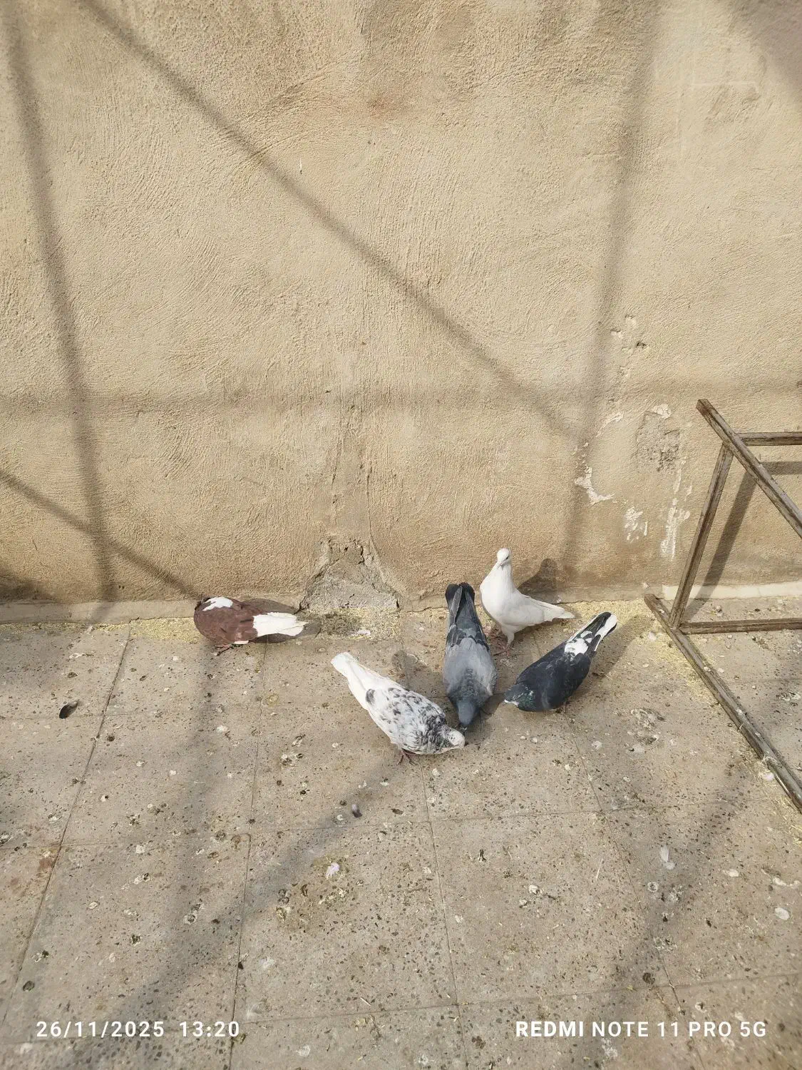 کبوتر پرشی اصل|پرنده|قرچک, زیبا شهر|دیوار