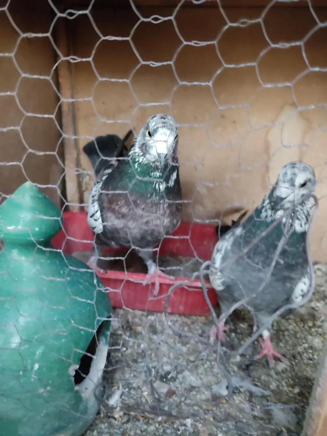 سوسکی|پرنده|نسیم‌شهر, |دیوار