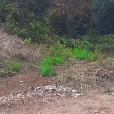 اجاره زمین دوهکتار|اجارهٔ دفتر صنعتی، کشاورزی، تجاری|سنگدوین, |دیوار