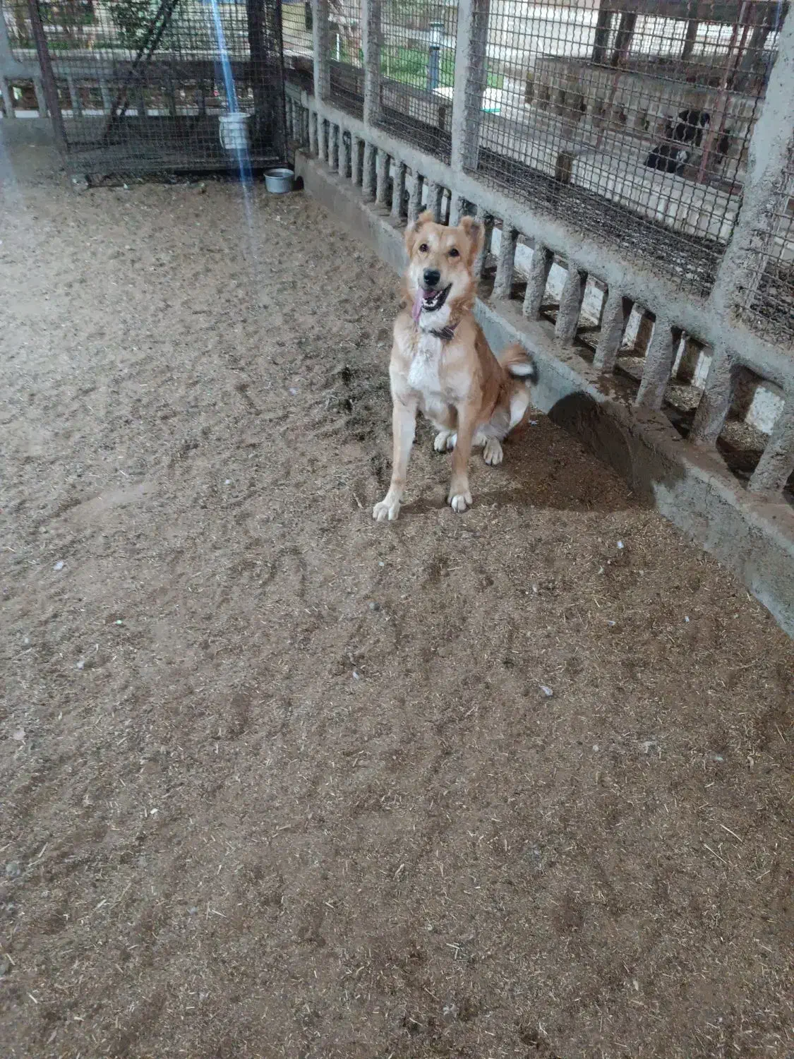 فروش سگ ژرمن وقدر جونی|سگ|اردکان, |دیوار