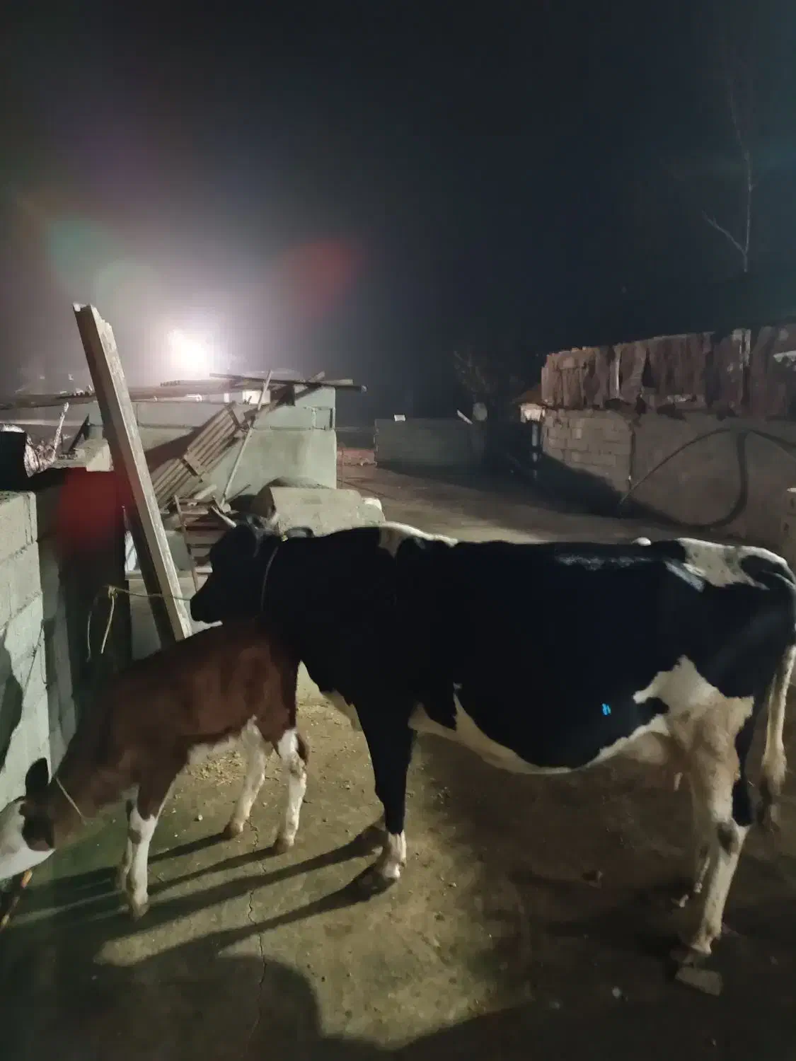 گاو با گوساله|حیوانات مزرعه|رضوانشهر, |دیوار