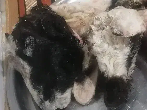 وبره فروشی|حیوانات مزرعه|بیرجند, |دیوار