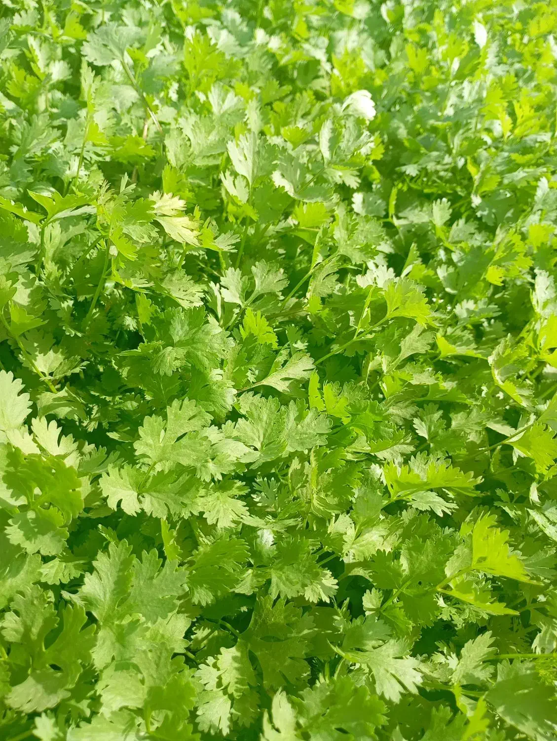 موسوی|خوردنی و آشامیدنی|تهران, بهمن یار|دیوار