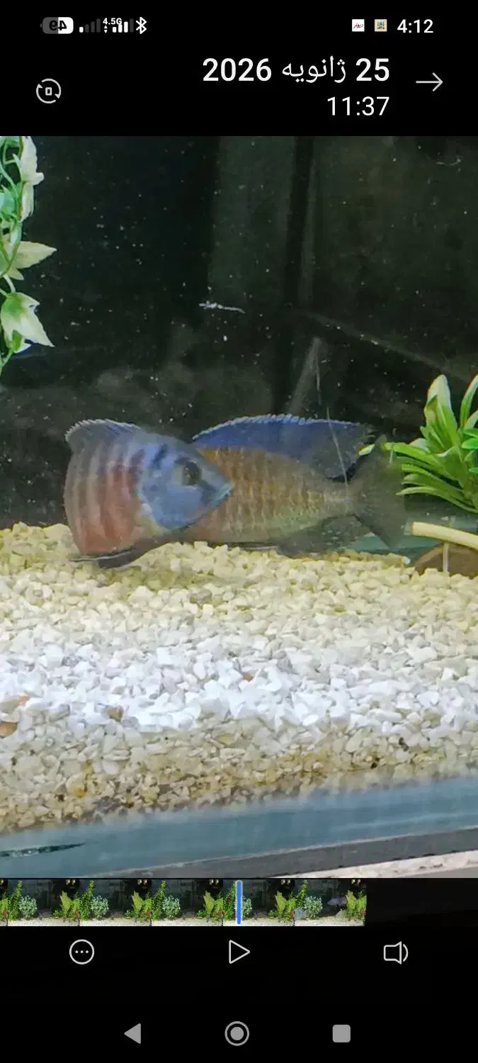 جفت آماده تخم ریزی|ماهی|اردبیل, |دیوار