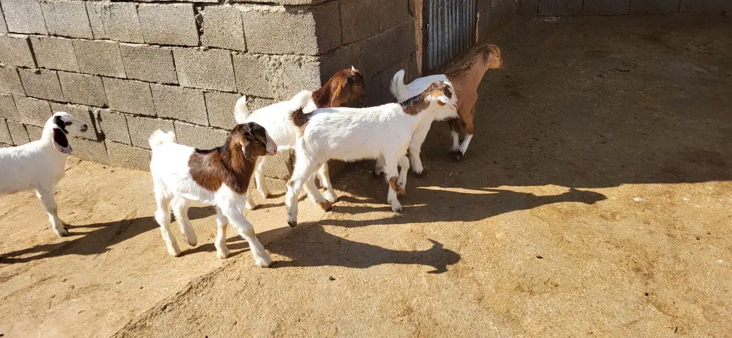 بز و بزغاله|حیوانات مزرعه|دینور, |دیوار