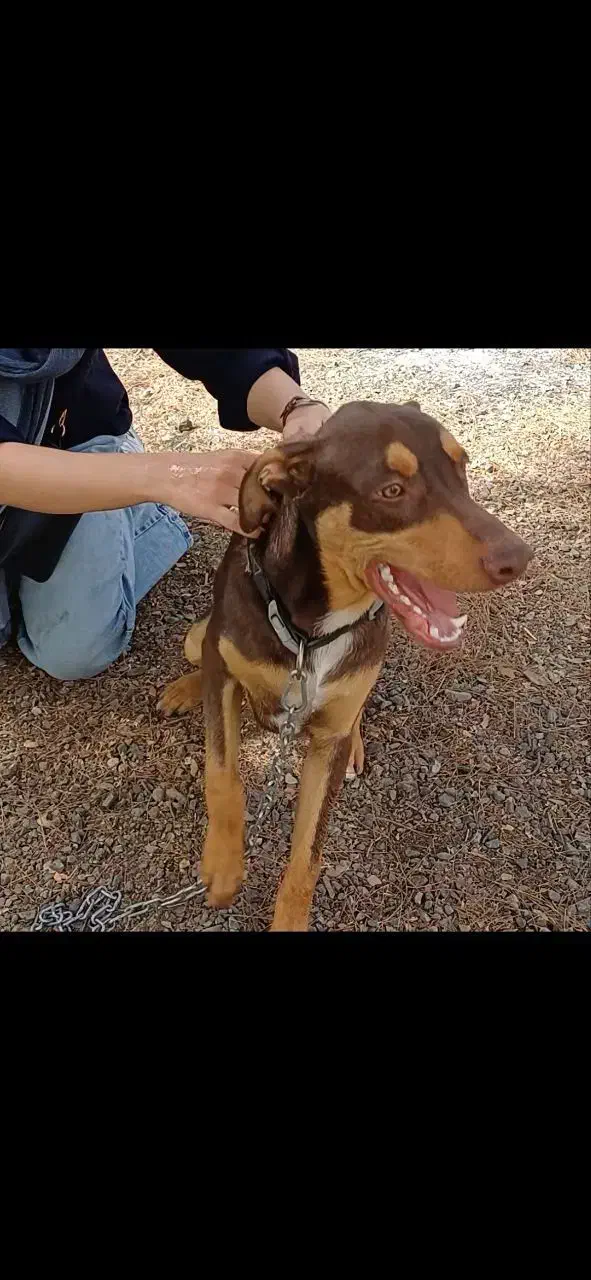 واگزاری سگ بزرگ به خانواده|سگ|مشهد, ابوذر|دیوار