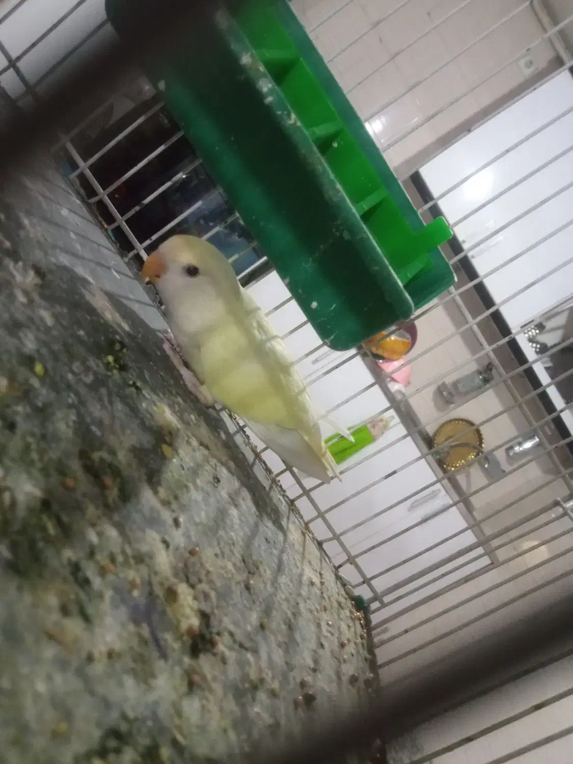 کوتوله برزیلی|پرنده|تربت‌حیدریه, شهرک ولیعصر|دیوار