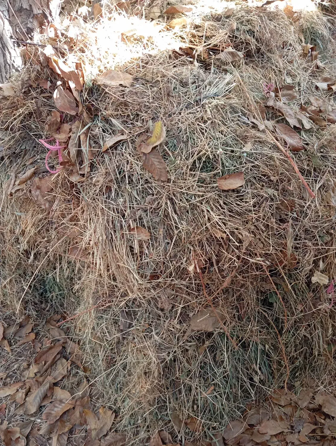 علف خشک بسته بندی شده|عمده‌فروشی|تربت جام, شهید غلام زاده|دیوار