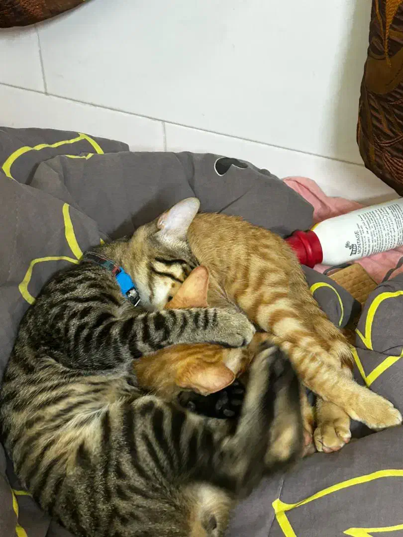 گربه گمشده|حیوانات|برازجان, |دیوار