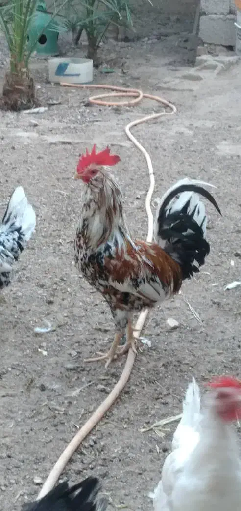 مرغ و خروس|حیوانات مزرعه|اهواز, فولاد|دیوار