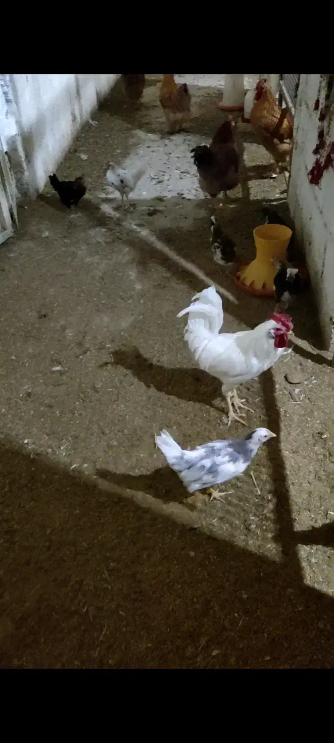 تخم مرغ،جوجه و مرغ و خروس گلین،کبوتر قدیمی|حیوانات مزرعه|نجفآباد, شهدا|دیوار