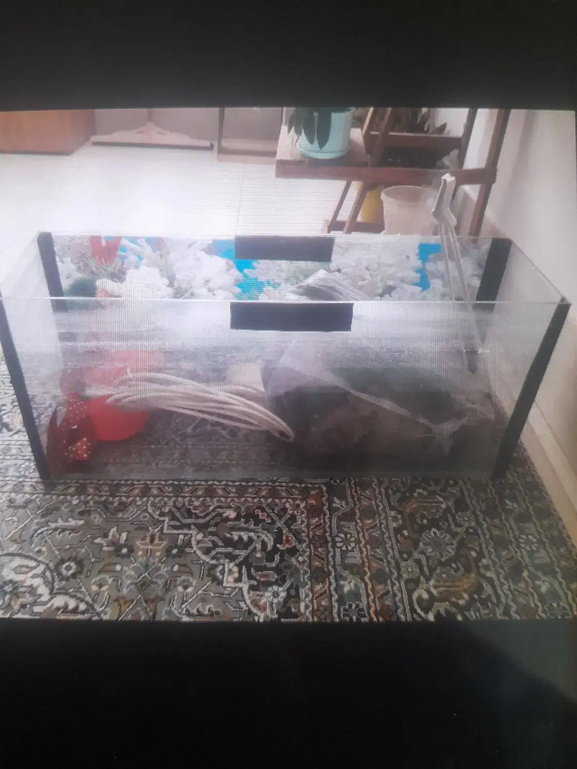 اکواریوم فروشی سالم|ماهی|تربتحیدریه, ده پائین|دیوار