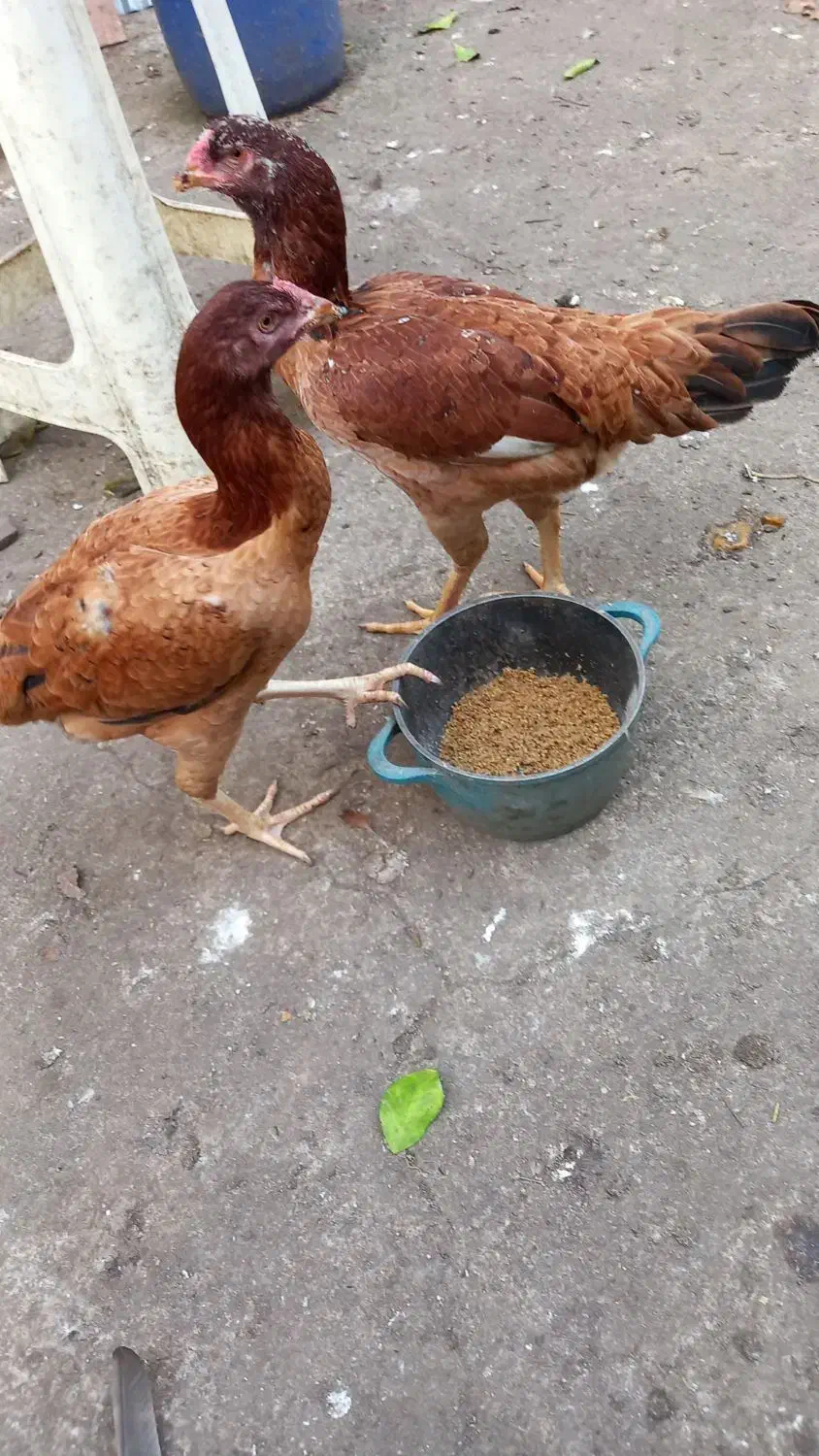 جوجه خروس لاری و مرغ لاری 800|حیوانات مزرعه|لولمان, |دیوار