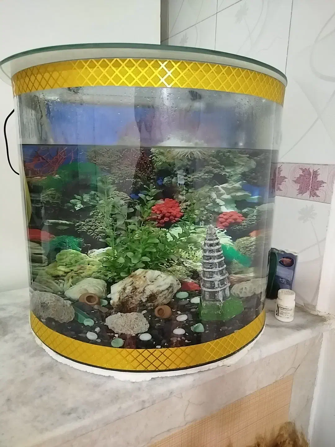 آکواریوم|ماهی|سنندج, |دیوار