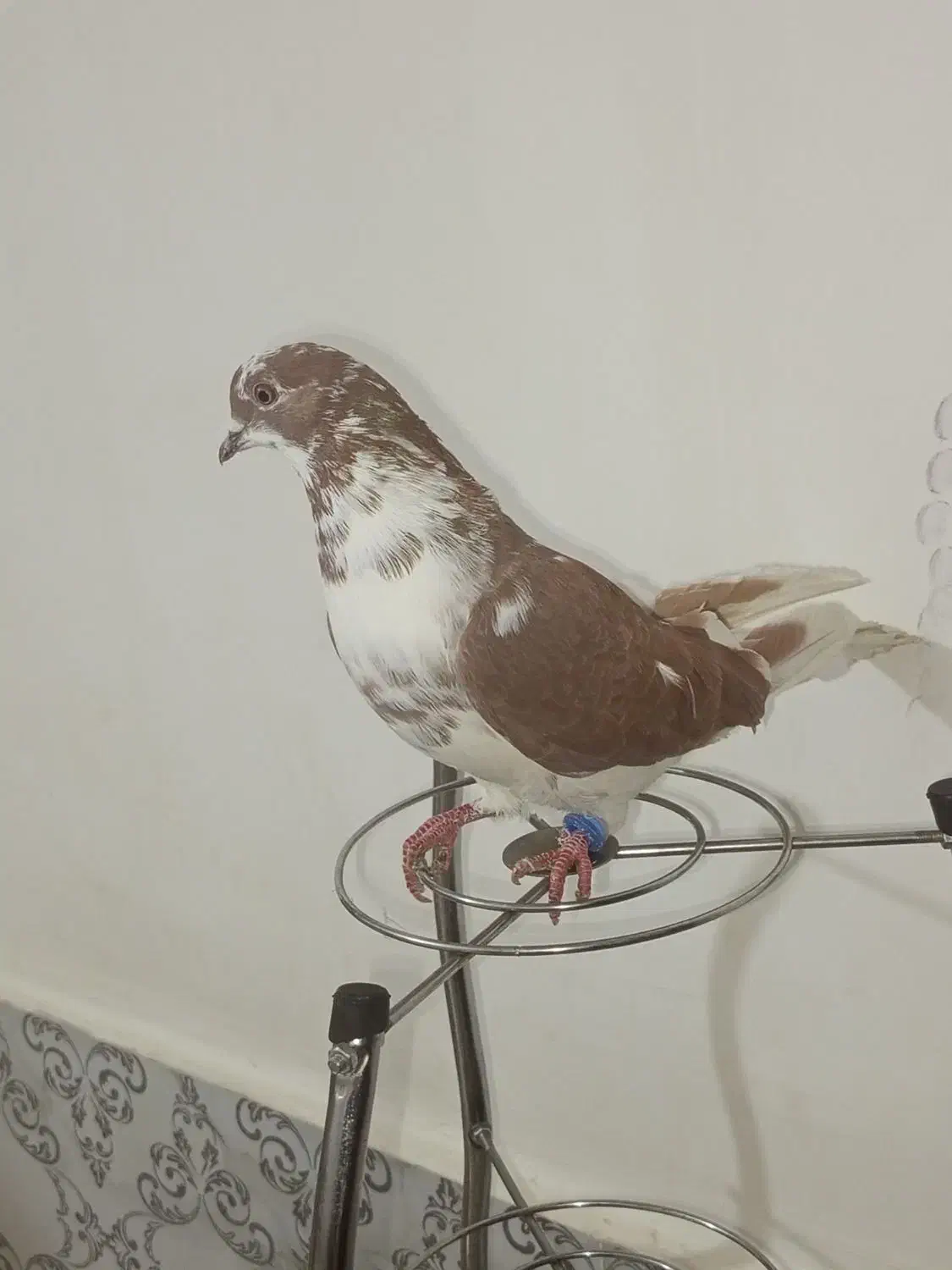 سه عدد کبوتر ماده پرشی|پرنده|چالدران, |دیوار