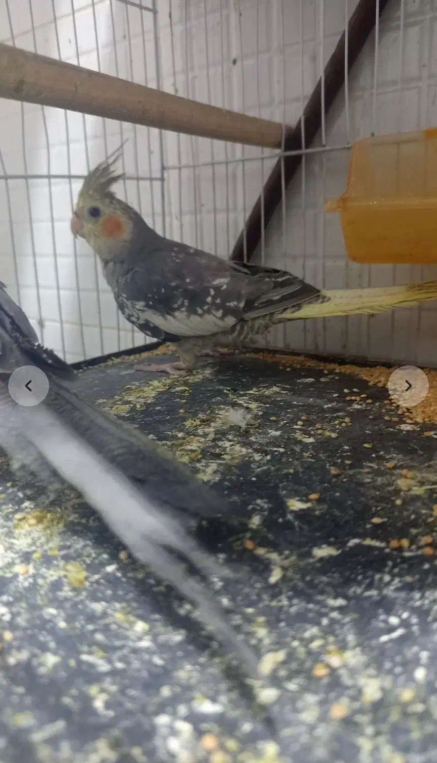 دو عدد عروس هلندی|پرنده|آشخانه, |دیوار