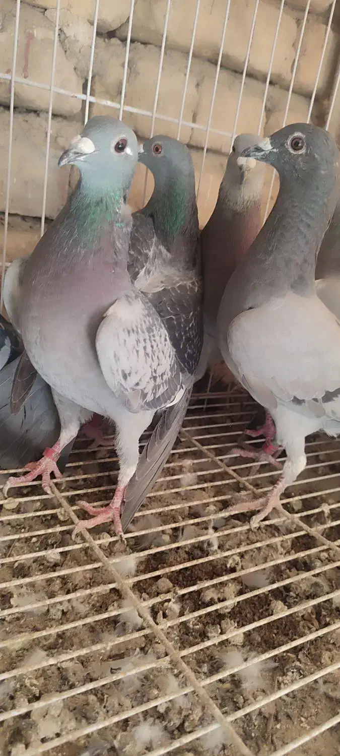 پلاکی|پرنده|سراوان, |دیوار