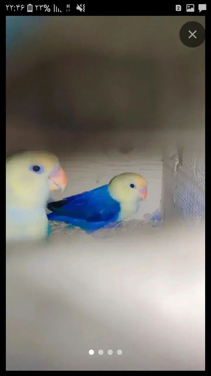 کوتوله نژاد دار|پرنده|مشهد, قائم|دیوار