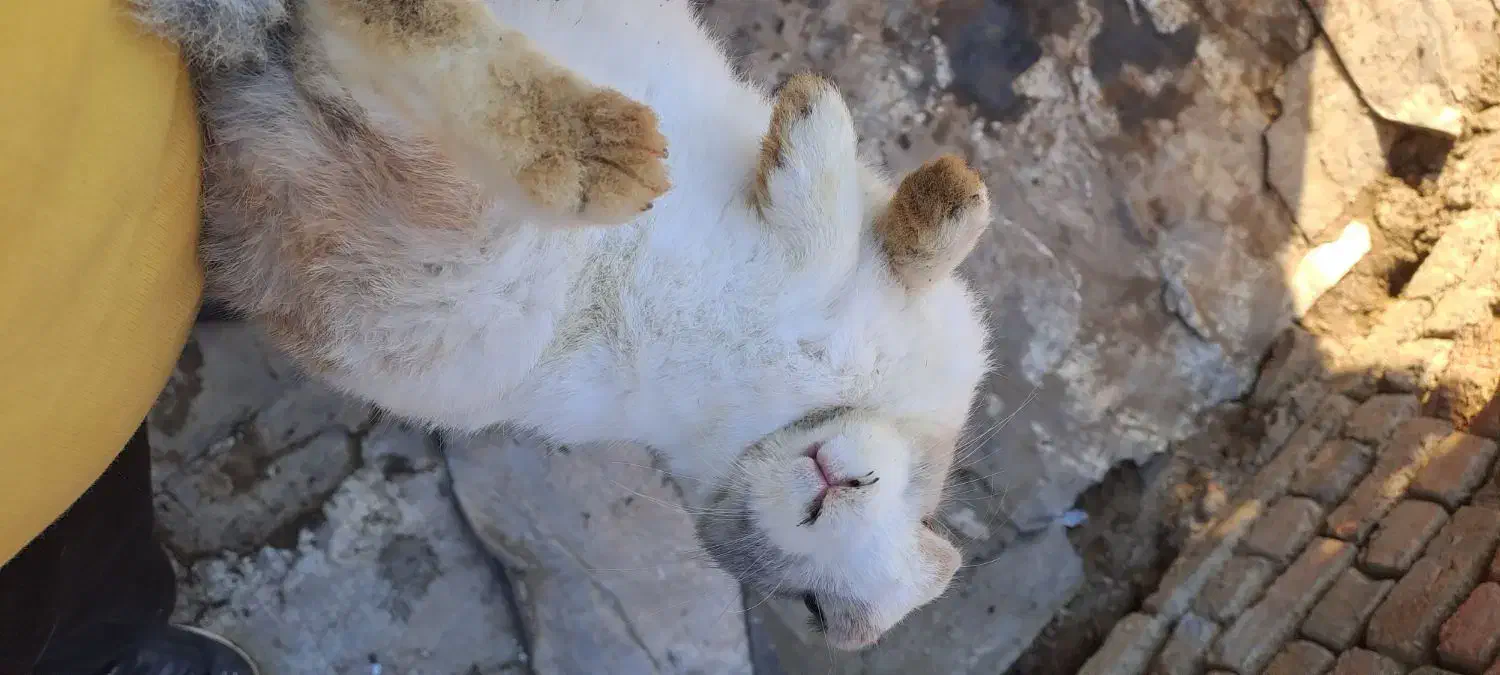 خرگوش|موش و خرگوش|همدان, |دیوار