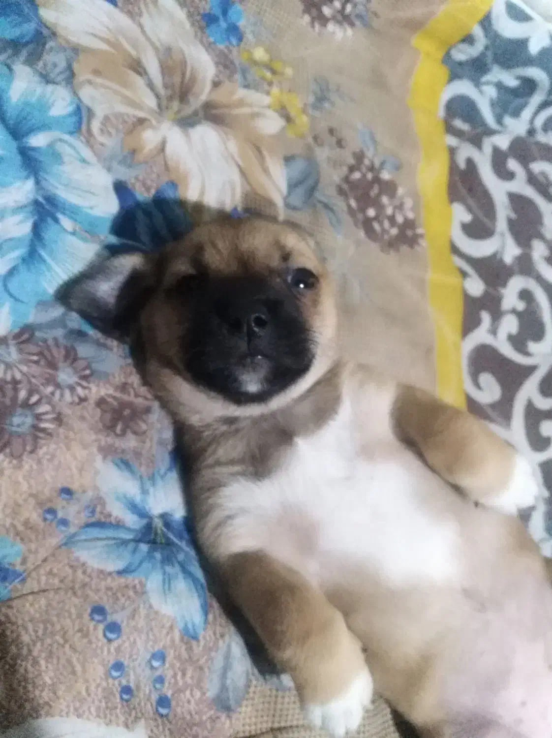 سگ پاکوتاه کچلو ماده قیمت 2|سگ|بم, |دیوار