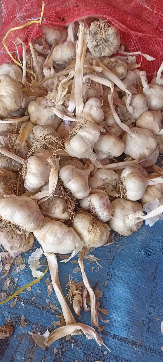 فروش سیر|خوردنی و آشامیدنی|بهار, |دیوار