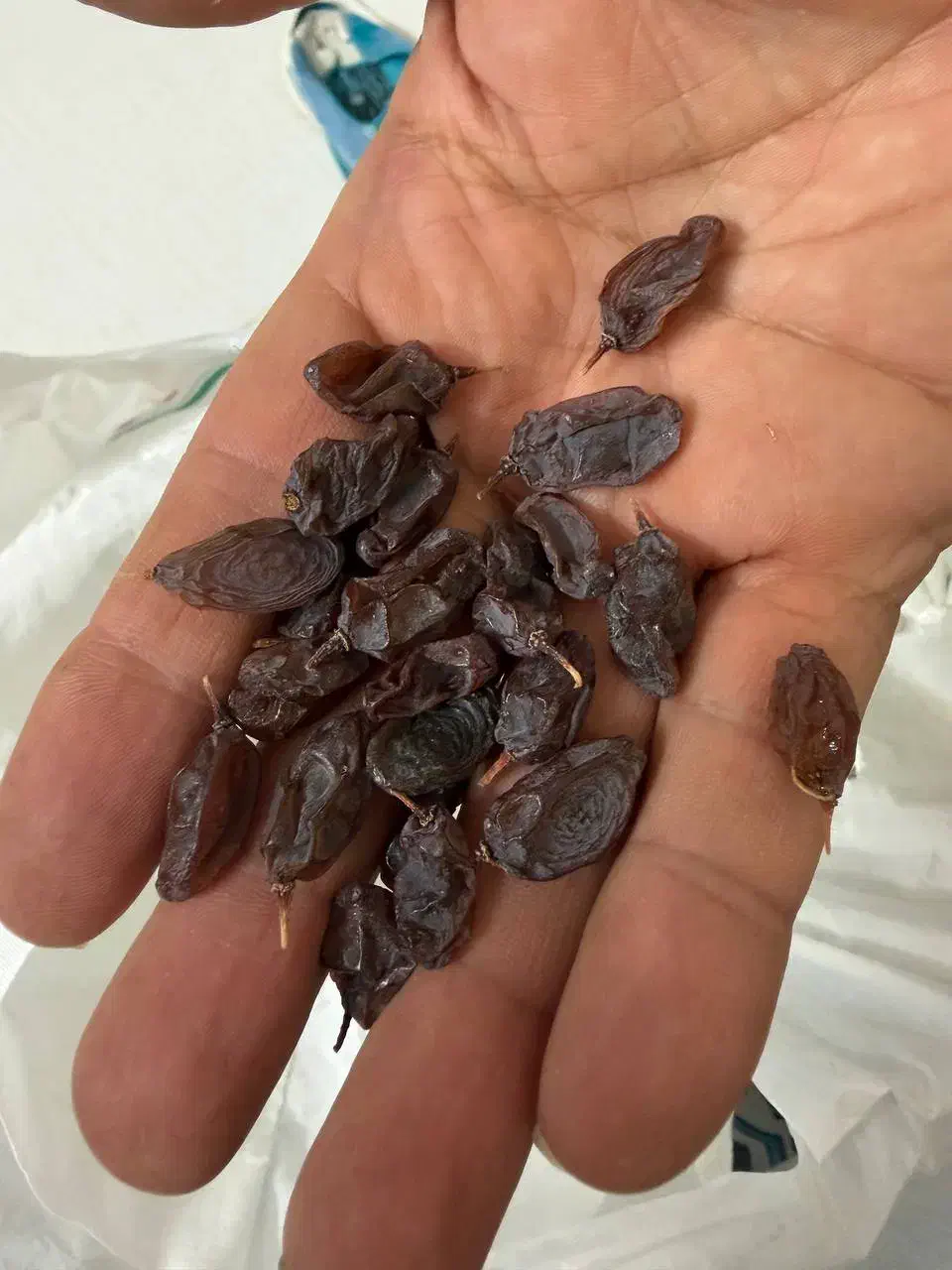 کشمش آفتابی ممتاز ارگانیک|خوردنی و آشامیدنی|بوشهر, |دیوار