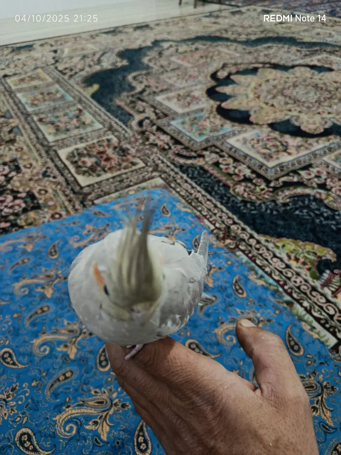 عروس هلندی|پرنده|کرمان, |دیوار