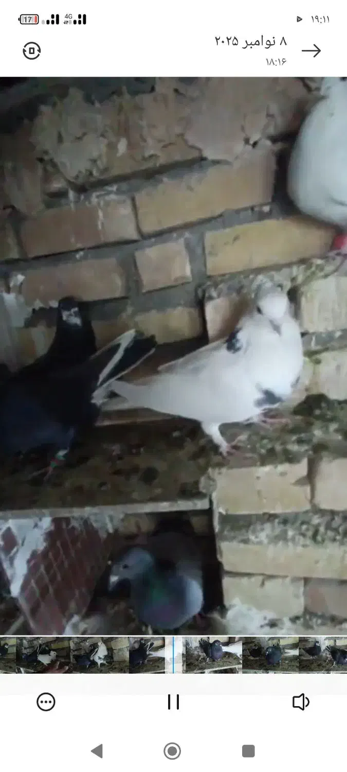 ماده پرشی|پرنده|تربت‌حیدریه, کلاته توکلی|دیوار