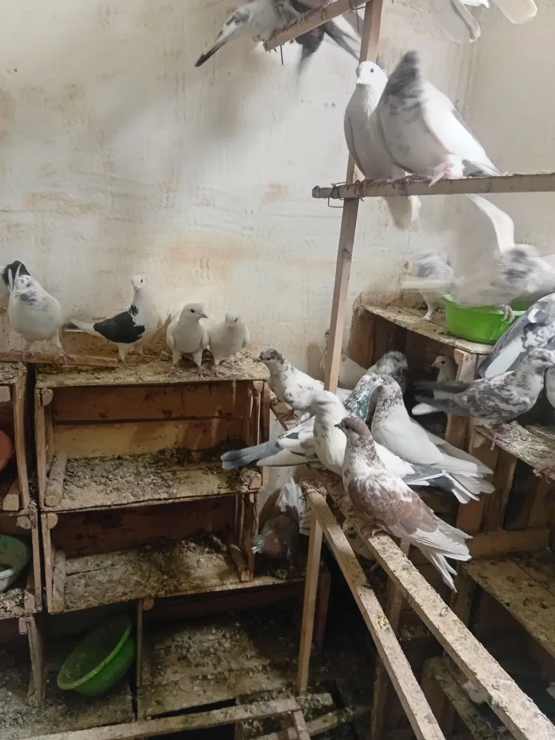 کفتر پرشی|پرنده|ری, شهید بهشتی|دیوار