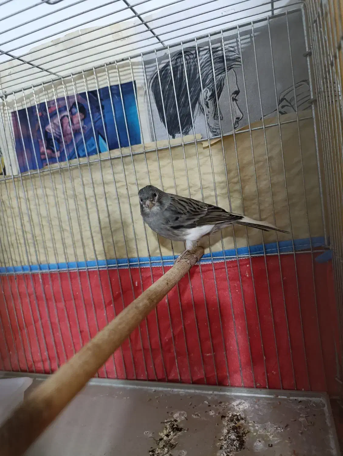 قناری نر|پرنده|شیراز, دروازه قران|دیوار