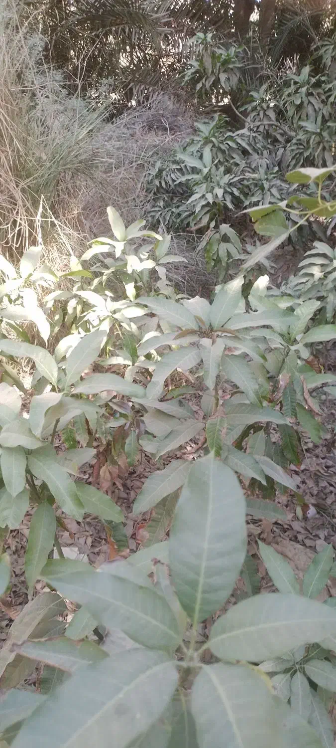 نهال انبه|گل و گیاه طبیعی|میناب, |دیوار