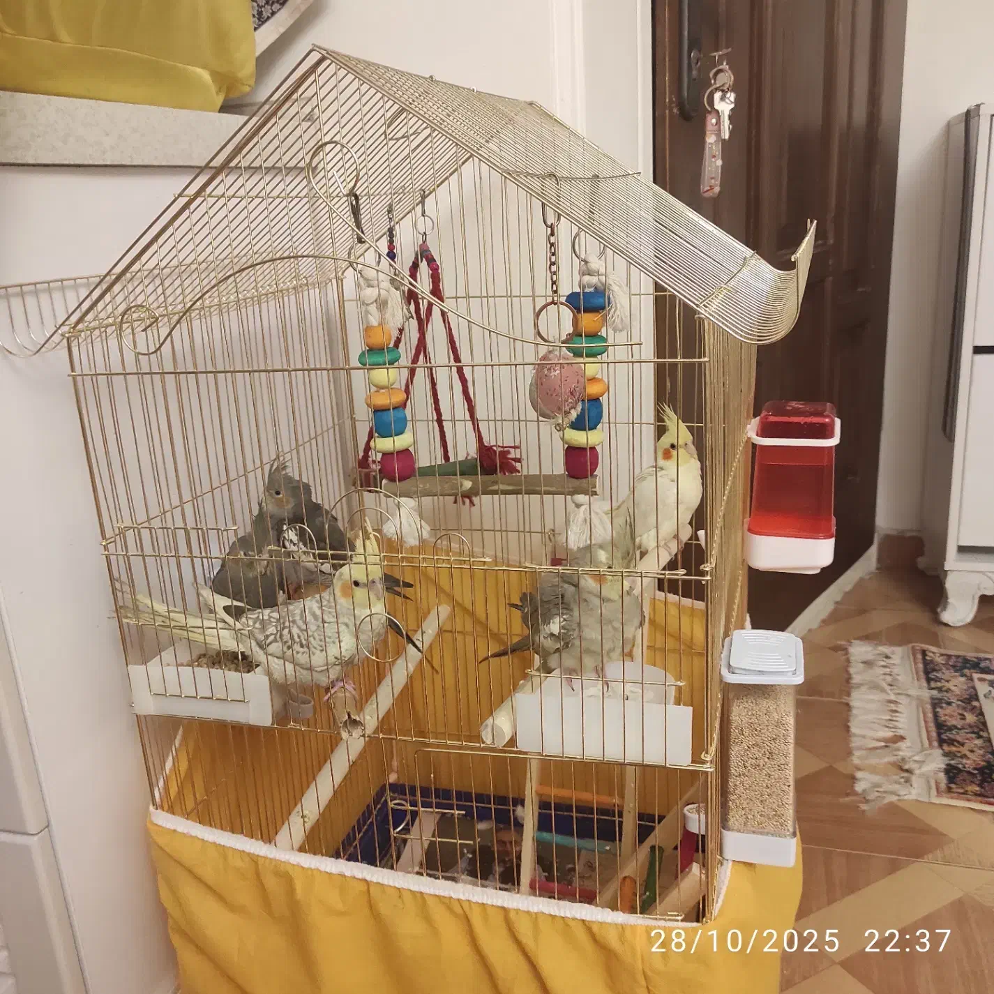 فروش عروس هلندی های شاد و سالم سه ماهه کاملا خانگی|پرنده|تهران, فرزانه|دیوار