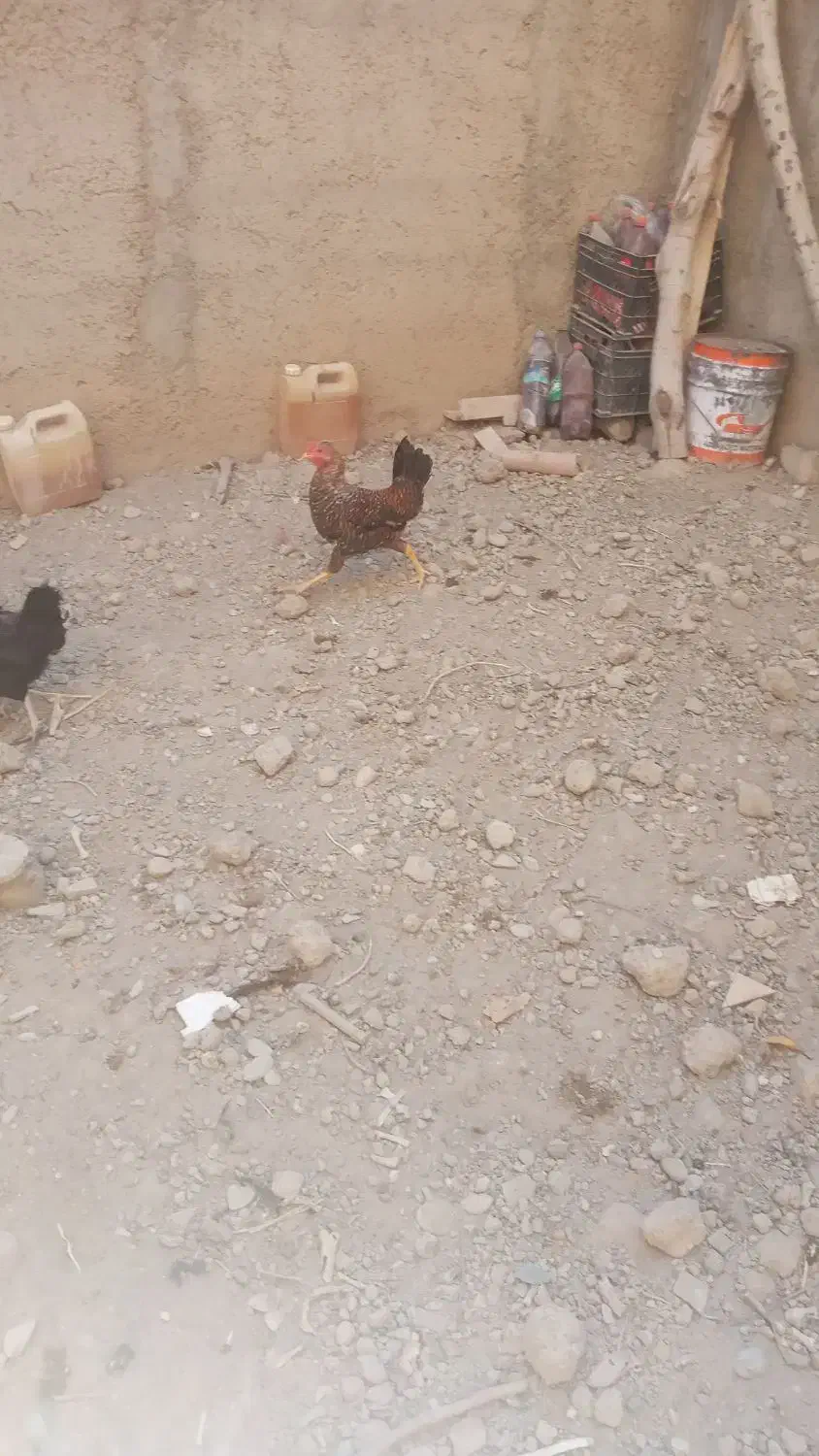 خروس فروشی|حیوانات مزرعه|ماهدشت, |دیوار