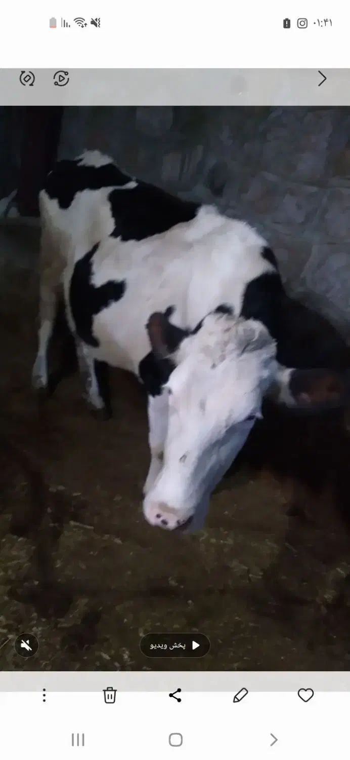 گاو سیمتال وبرژیک|حیوانات مزرعه|ملکآباد, |دیوار