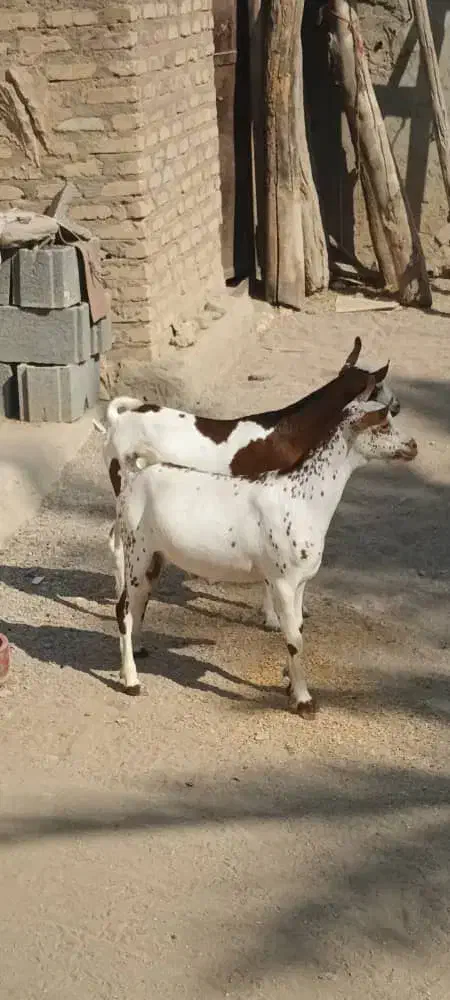 نر گل توپی|حیوانات مزرعه|بندرعباس, |دیوار