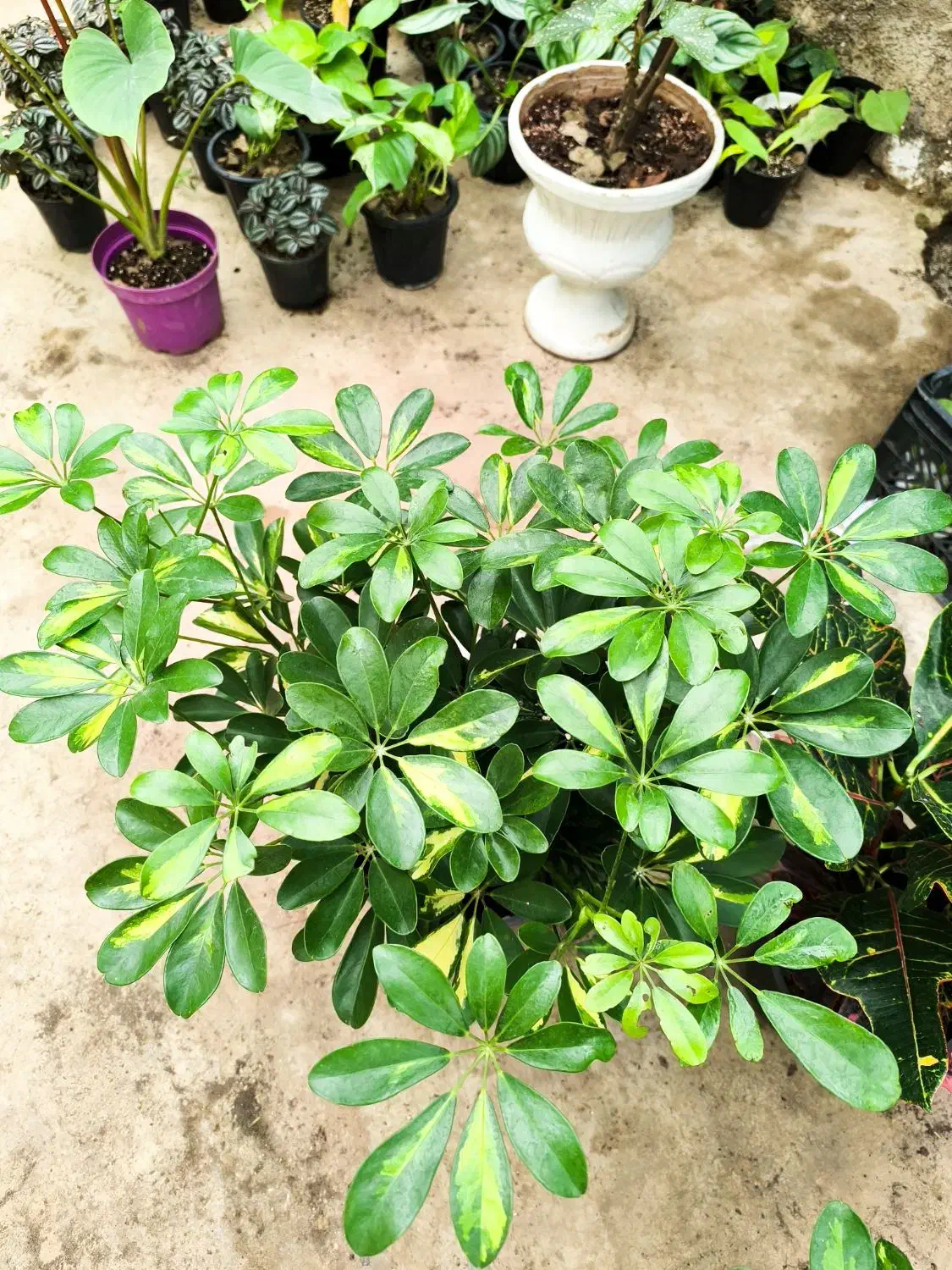 گل و کاکتوس|گل و گیاه طبیعی|نورآباد ممسنی, |دیوار