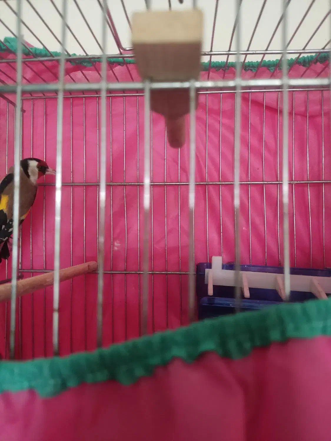 سهره|پرنده|مریوان, |دیوار