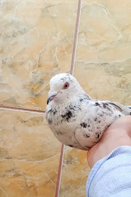 کبوتر|پرنده|نورآباد ممسنی, |دیوار