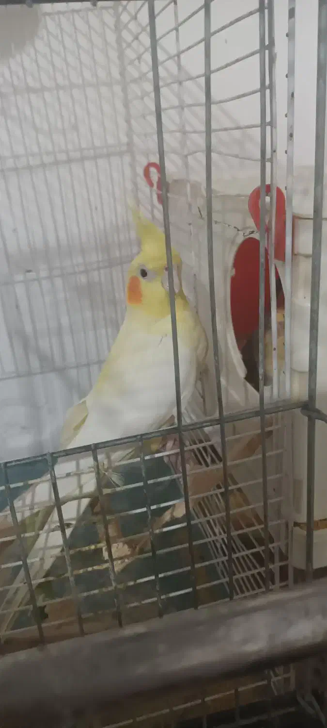 جفت عروس هلندی|پرنده|سرداران, |دیوار