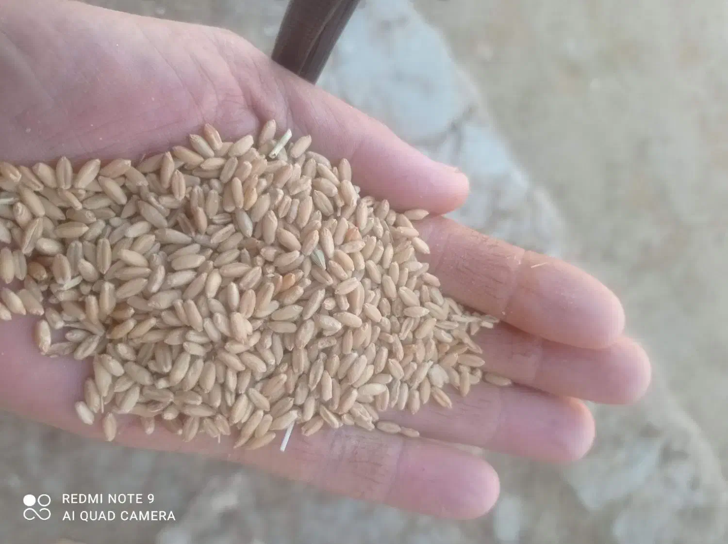 گندم درجه یک|خدمات باغبانی و درختکاری|چگنی, |دیوار